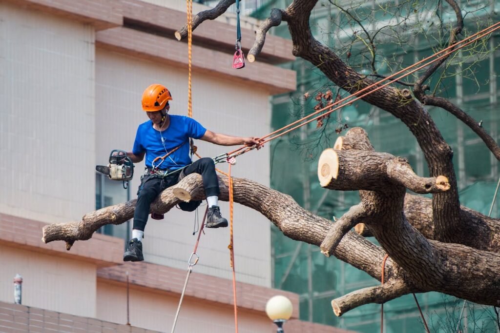 A man is climbing a tree for removal in Florida on a rope.