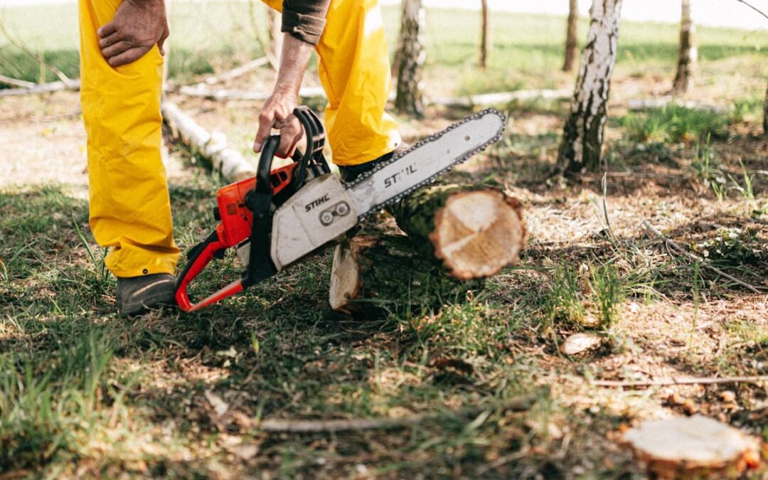 Branching Out: Safety Tips for Tree Removal