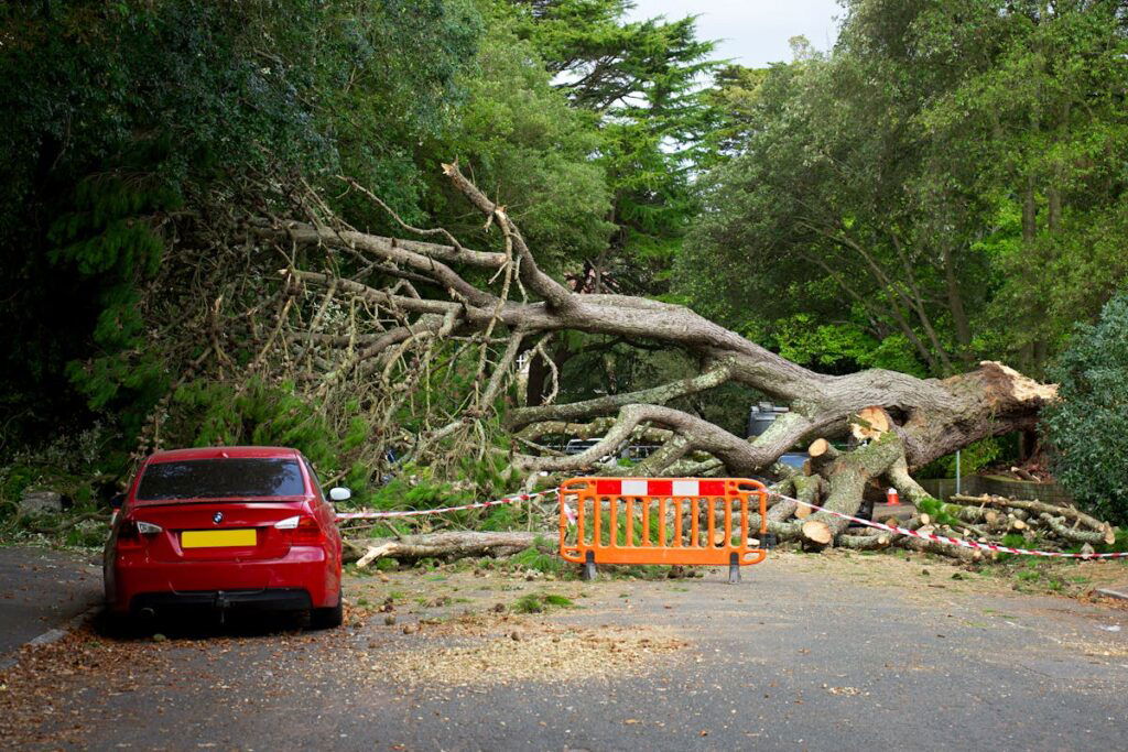 A red car parked next to a fallen tree awaiting Property Cleanout.